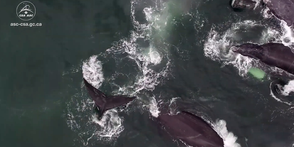 Here’S How Satellite Data Is Helping To Protect Whales – ANHVI